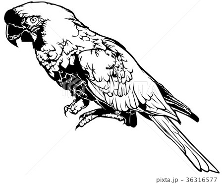Black and White Macaw Parrot 36316577
