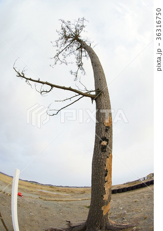 かしまの一本松 被災地の写真素材