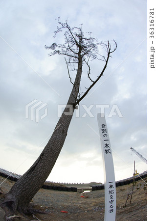 かしまの一本松 被災地の写真素材