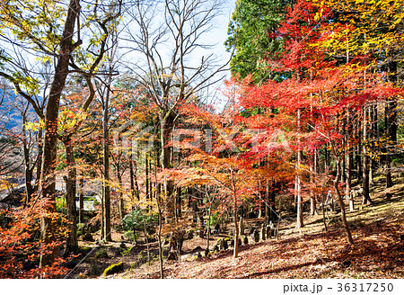 長安寺、箱根、仙石原、五百羅漢、石仏、羅漢 長安寺、箱根、仙石原、五百羅漢、石仏、羅漢 36317250