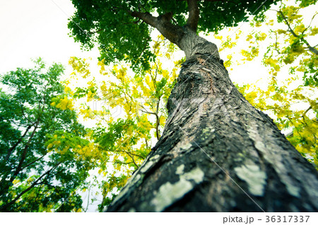 台湾 雲林 大学 36317337