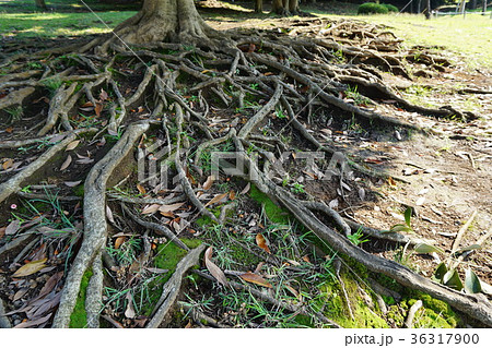 地に這う根っこの写真素材