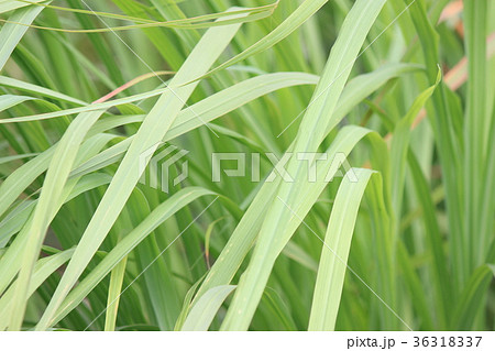 レモングラス レモングラス 36318337