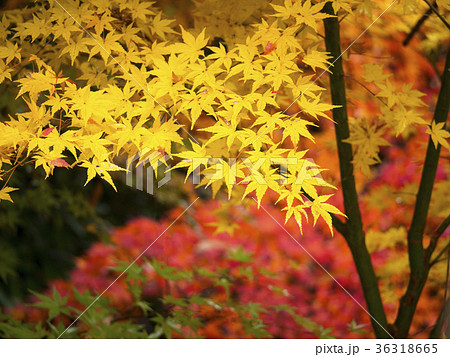 秋色 36318665