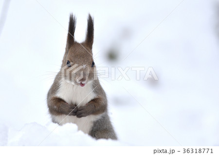 雪の中のエゾリス 36318771