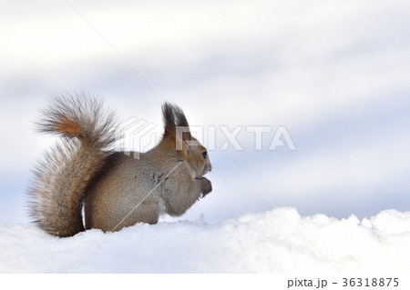 雪の中のエゾリス 雪の中のエゾリス 36318875