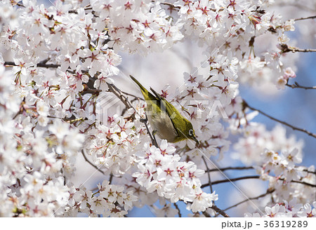 桜とメジロ 36319289