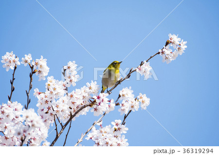 桜とメジロ 桜とメジロ 36319294