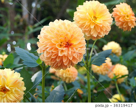 ダリア：マンゴープリン 36319417