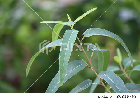 ユーカリ 36319768