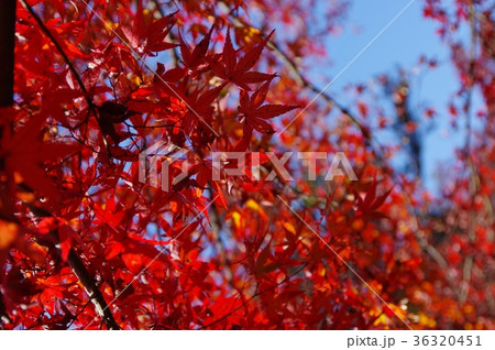 岩谷堂　紅葉 36320451