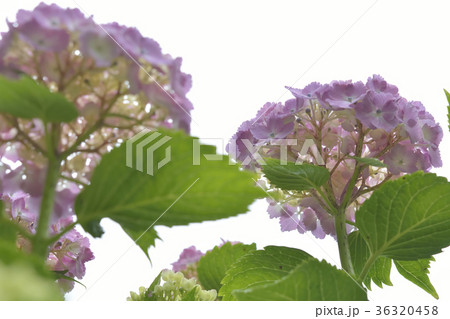 アジサイの花 アジサイの花 36320458