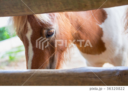 Horse in stable 36320822