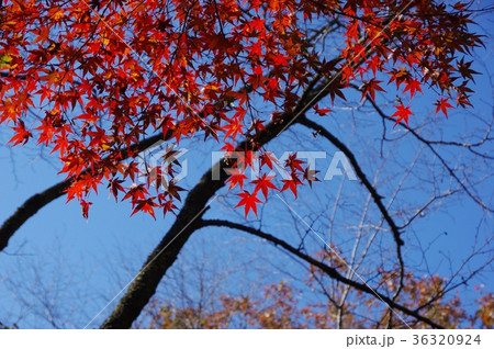 岩谷堂　紅葉 36320924