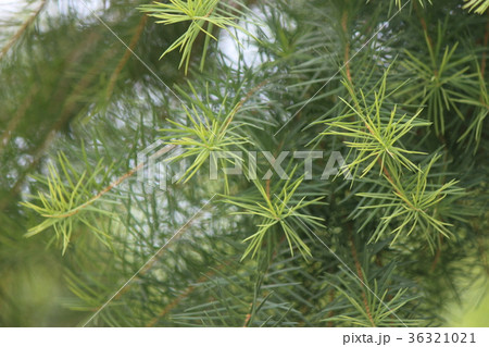 ティートリー 36321021