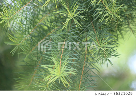 ティートリー ティートリー 36321029