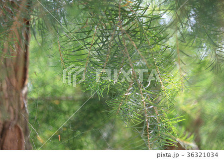 ティートリー ティートリー 36321034