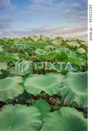 蓮畑の夕景 36321295