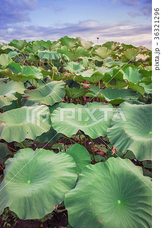 蓮畑の夕景 36321296