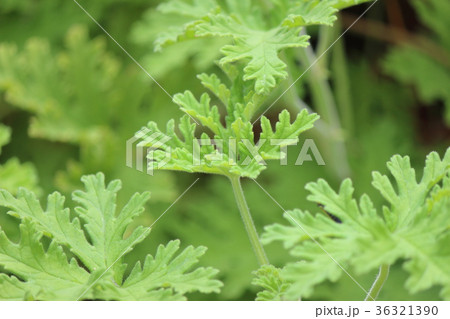 ローズゼラニウム 36321390