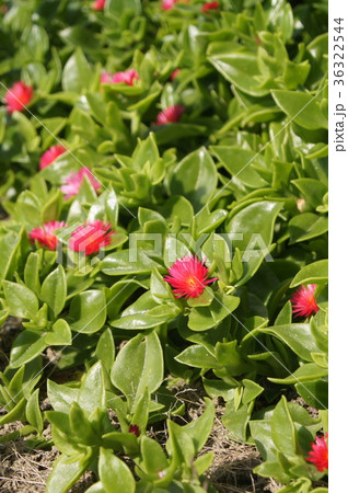 ベビーサンローズ 36322544