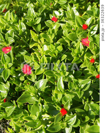 ベビーサンローズ 36322639