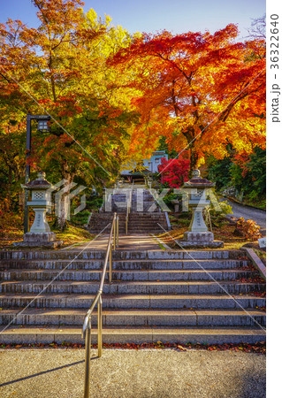 韮山　イチョウ 36322640