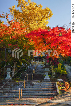 韮山　イチョウ 36322641