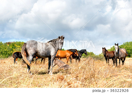 Horses on the field 36322926