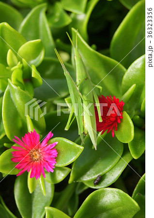 ベビーサンローズとオンブバッタ 36323356