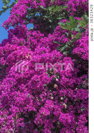 flowers of bougainvillea 36323429