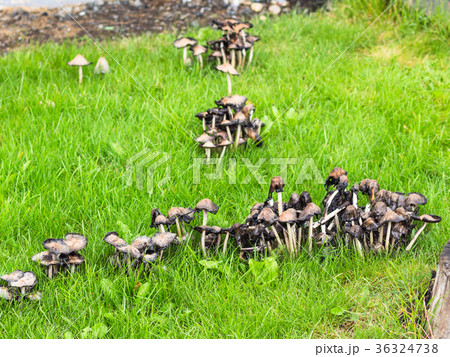 mushrooms at backyard of house in Reykjavik 36324738