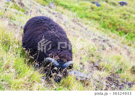 black icelandic sheep on mountain slope in Iceland black icelandic sheep on mountain slope in Iceland 36324933