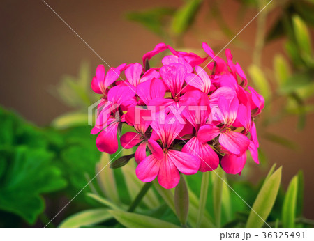 Beautiful primrose flower among green leaves 36325491