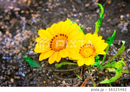 Two yellow flower with green leaves. Two yellow flower with green leaves. 36325492