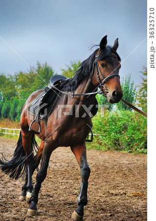 Horse  on the racetrack . 36325710