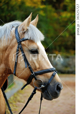 Horse. Head close up. 36325727