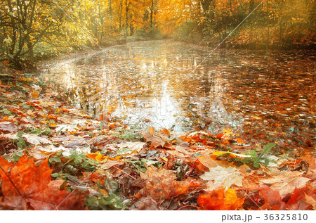 Yellow and red autumn leaves lie on the shore of a 36325810