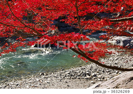 紅葉の御岳渓谷 もみじ 紅葉の御岳渓谷 もみじ 36326269