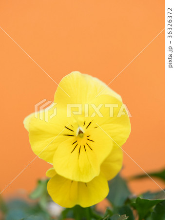 ビオラの花 36326372