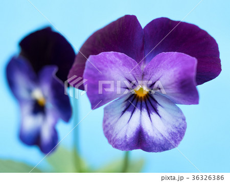 ビオラの花 36326386