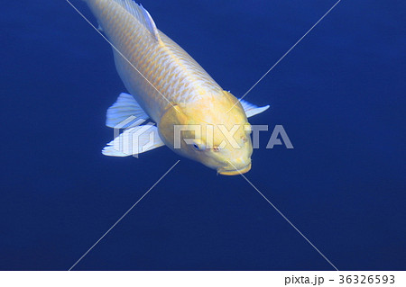 鯉 こい 魚 淡水魚 在来種 外来種 金色の写真素材