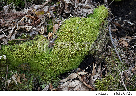 苔の実 36326726