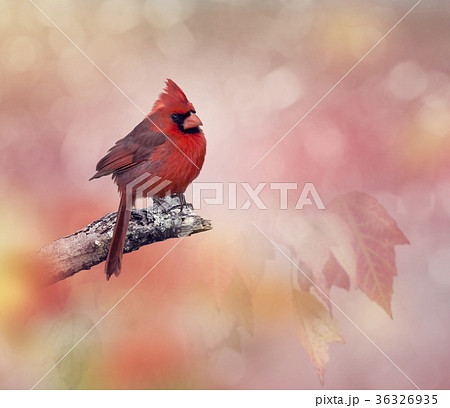 Male  Northern Cardinal 36326935