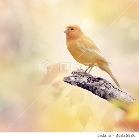 Wild Canary on a branch 36326936