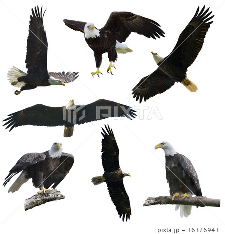 Bald eagles on  white background 36326943