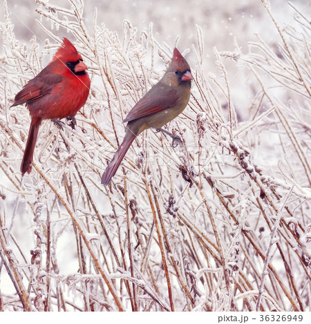 Male and Female Northern Cardinals Male and Female Northern Cardinals 36326949