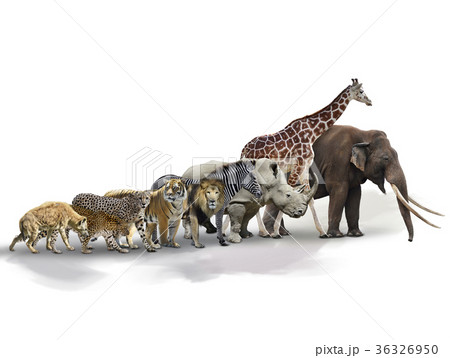 Set of African Animals Set of African Animals 36326950