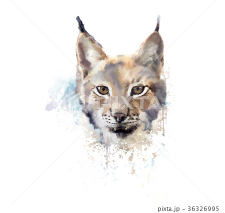 Watercolor lynx. wild cat. 36326995