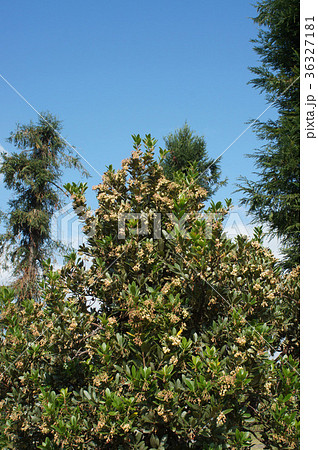 ヒメイチゴノキの花の写真素材